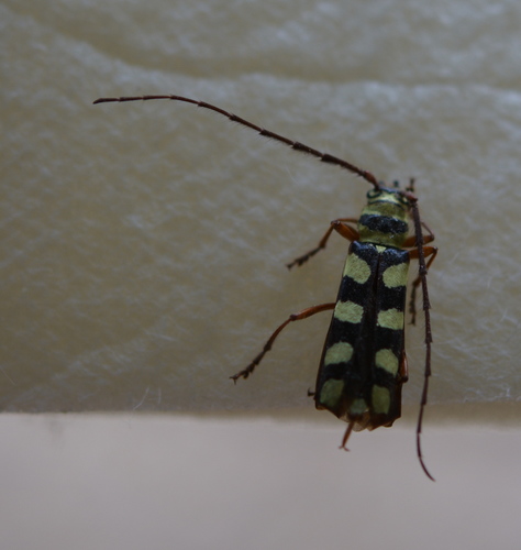 Six-banded Longhorn Beetle photo 4