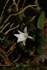 Angraecum dasycarpum