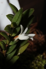 Angraecum dasycarpum