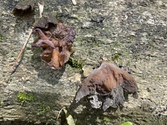 Auricularia