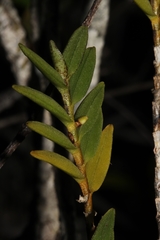 Angraecum dasycarpum