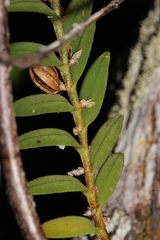 Angraecum dasycarpum