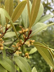 Persea humilis image