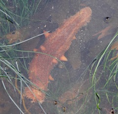 Apostichopus parvimensis