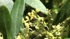 Hylaeus punctatus