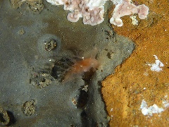 Tritonicula myrakeenae