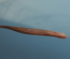 Tragopogon eriospermus