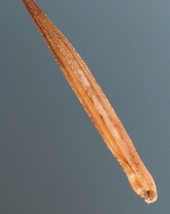 Tragopogon eriospermus