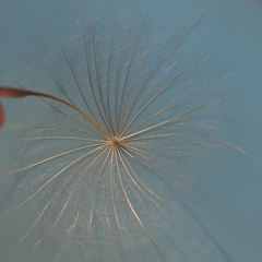 Tragopogon eriospermus