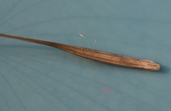 Tragopogon eriospermus