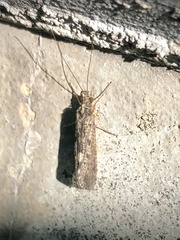 Hydropsyche