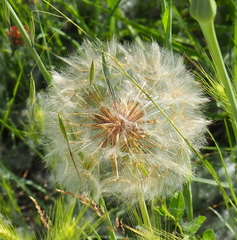 Tragopogon eriospermus