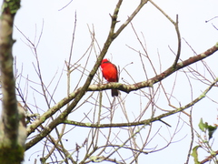 Pyrocephalus rubinus