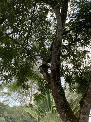 Callosciurus notatus