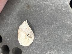 Zirfaea crispata