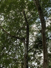 Callosciurus notatus