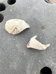 Zirfaea crispata