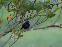 Volatinia jacarina