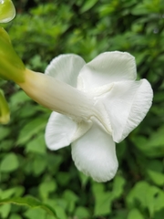 Tabernaemontana litoralis