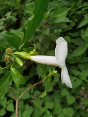 Tabernaemontana litoralis