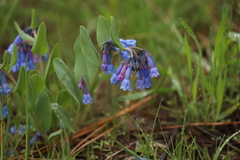 Mertensia longiflora