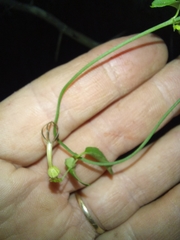 Ceropegia linearis linearis