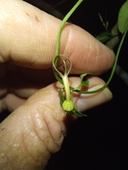 Ceropegia linearis linearis