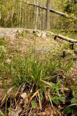 Anthoxanthum australe