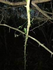 Ceropegia linearis linearis