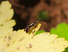 Nomada flavoguttata