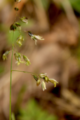 Anthoxanthum australe