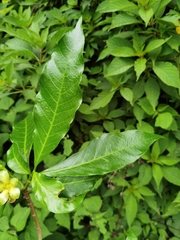 Tabernaemontana litoralis