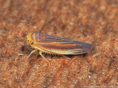 Idiodonus kennicotti