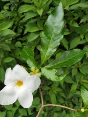 Tabernaemontana litoralis