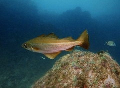 Pollachius pollachius