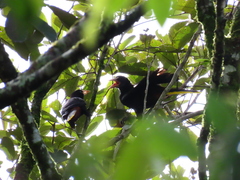 Psarocolius decumanus
