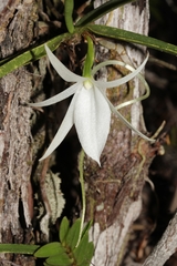Angraecum rutenbergianum