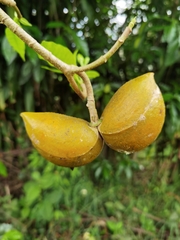 Tabernaemontana litoralis