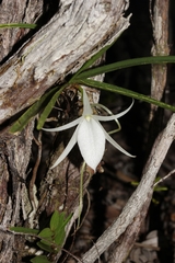 Angraecum rutenbergianum