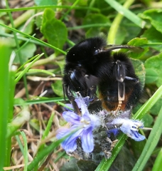 Bombus wurflenii