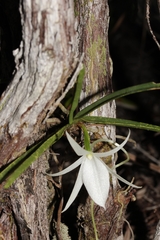 Angraecum rutenbergianum