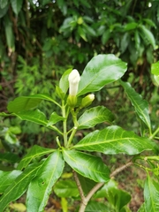 Tabernaemontana litoralis