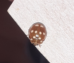 Calvia quatuordecimguttata