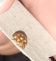 Calvia quatuordecimguttata