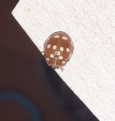 Calvia quatuordecimguttata