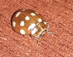 Calvia quatuordecimguttata