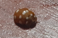 Calvia quatuordecimguttata