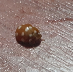 Calvia quatuordecimguttata