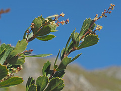 Searsia cuneifolia