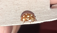 Calvia quatuordecimguttata